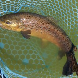 久しぶりにフライも　～岡崎トラウトポンド～